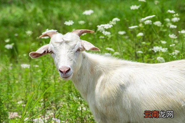 羊心的功效与作用 羊心的功效与作用禁忌