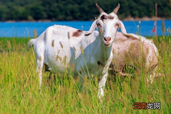 羊心的功效与作用 羊心的功效与作用禁忌