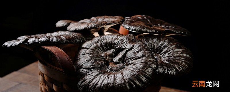 灵芝的功效与作用 灵芝有什么功效