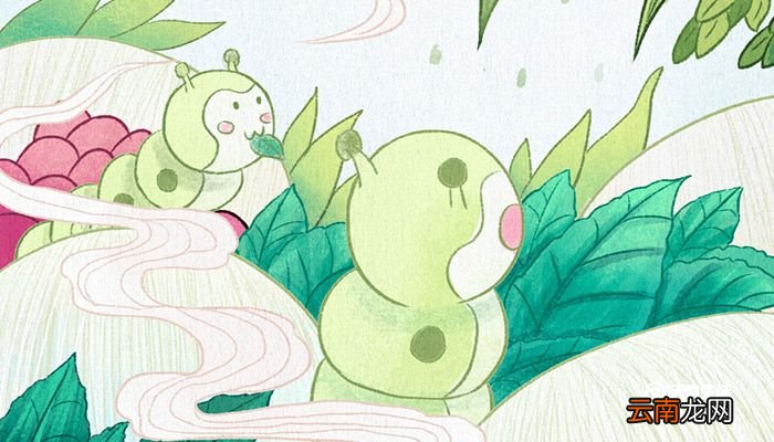 蚕宝宝的生长过程 蚕宝宝的生长过程是什么