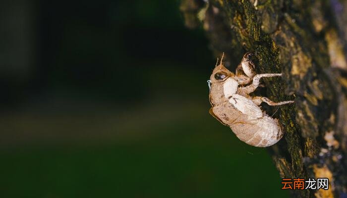在狱咏蝉完整版拼音 在狱咏蝉带拼音注音
