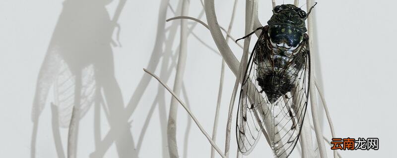 在狱咏蝉完整版拼音 在狱咏蝉带拼音注音