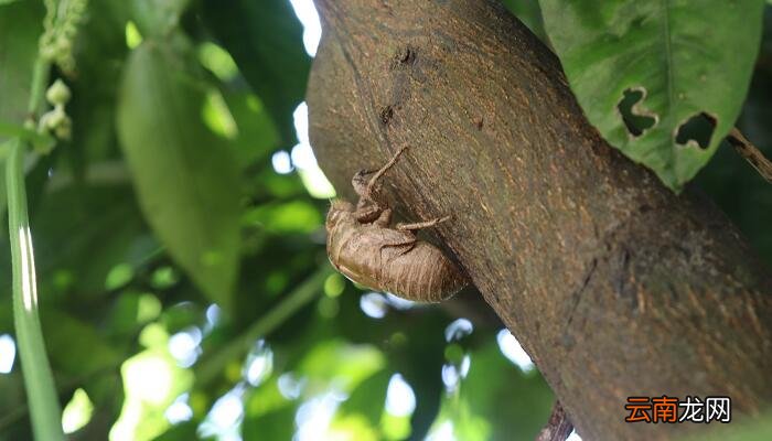 在狱咏蝉完整版拼音 在狱咏蝉带拼音注音
