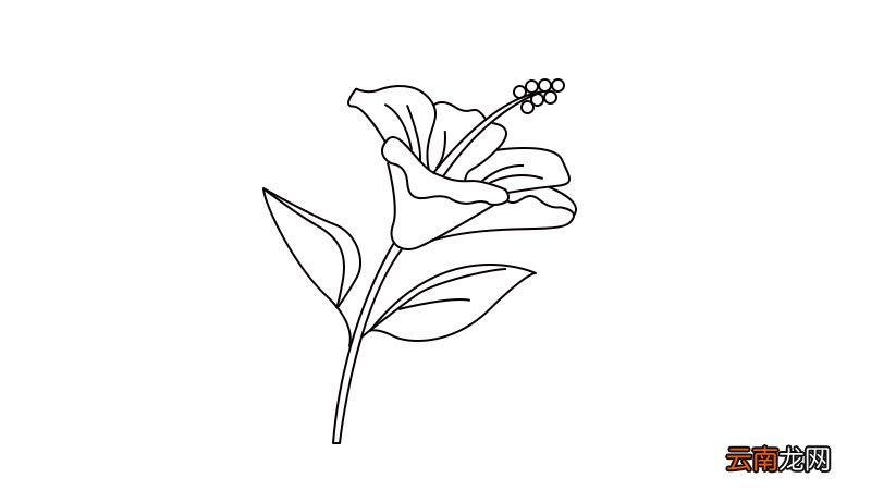 扶桑花简笔画怎么画扶桑花简笔画画法