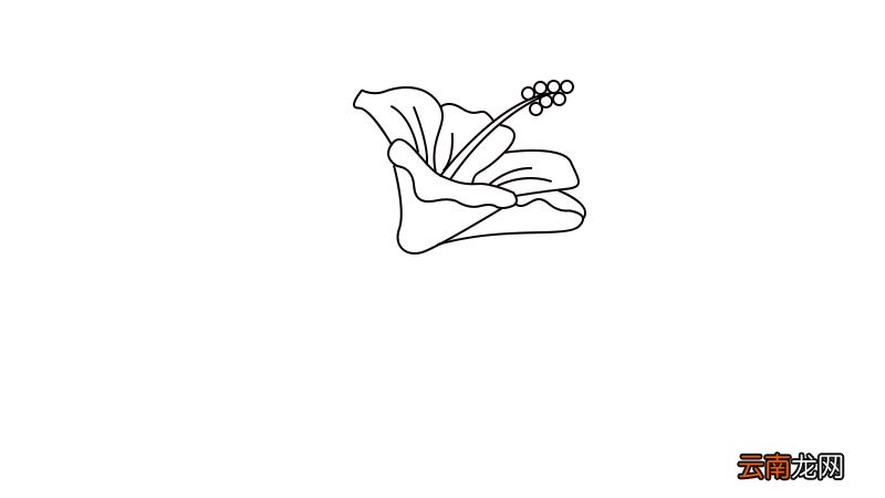 扶桑花简笔画怎么画扶桑花简笔画画法