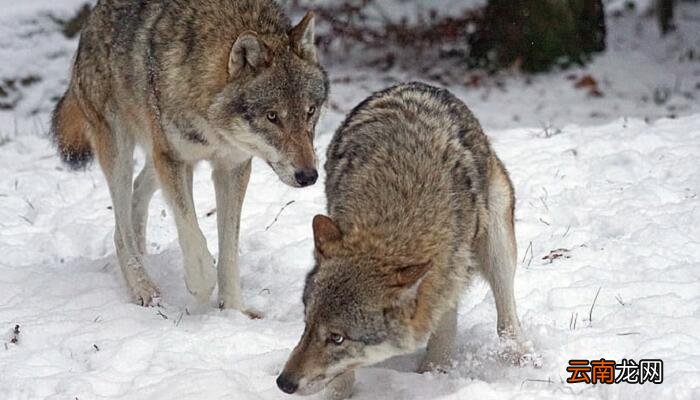 缀行甚远的缀什么意思 缀行甚远的意思是什么