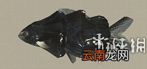 尼尔机械纪元钓鱼全可获得物品汇总 钓鱼有什么用 Carp