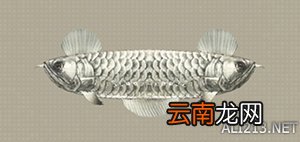 尼尔机械纪元钓鱼全可获得物品汇总 钓鱼有什么用 Carp