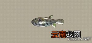 尼尔机械纪元钓鱼全可获得物品汇总 钓鱼有什么用 Carp