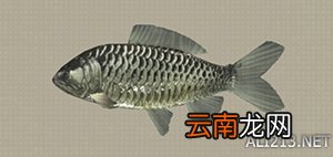 尼尔机械纪元钓鱼全可获得物品汇总 钓鱼有什么用 Carp