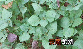 农村人把紫苏叫什么 农村人将紫苏叫什么