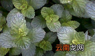 有一种草很像薄荷叫什么草 有一种草很像薄荷是什么草