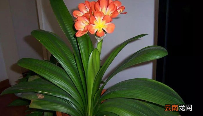 父亲节送什么花 父亲节适合送什么花