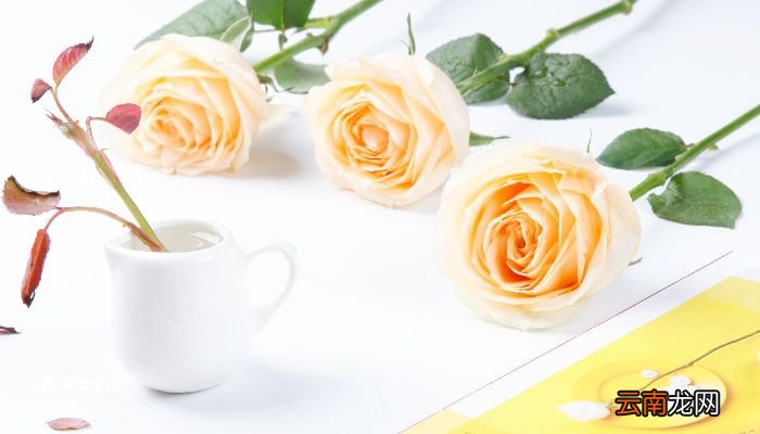 折玫瑰的方法 怎样叠玫瑰花