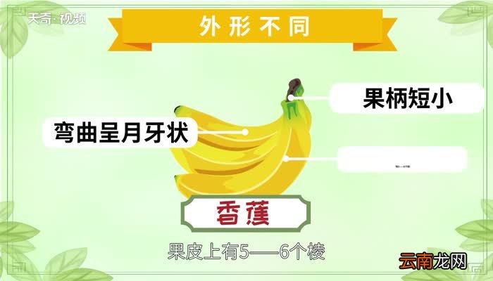香蕉和芭蕉的区别 香蕉和芭蕉之间的区别