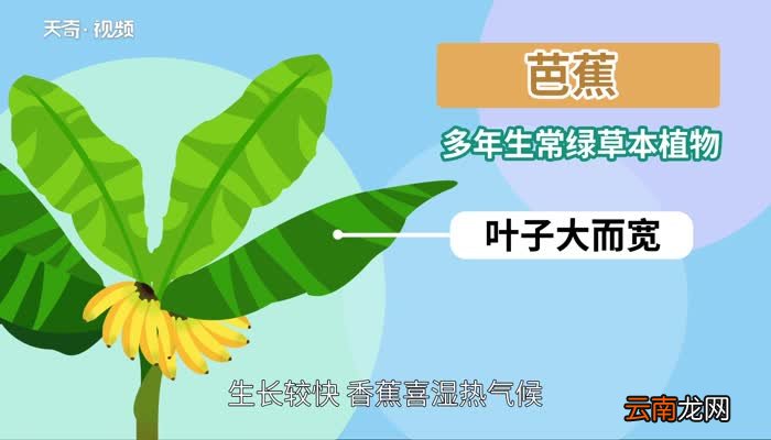 香蕉和芭蕉的区别 香蕉和芭蕉之间的区别