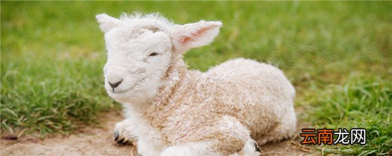 羊身上有蜱虫用啥驱虫药