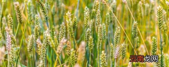 小麦病虫害防治