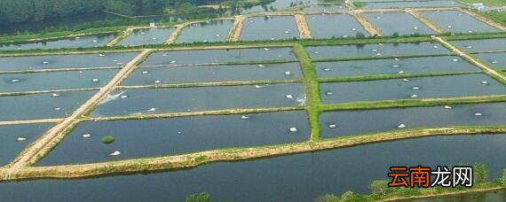 海水轮虫怎么繁殖