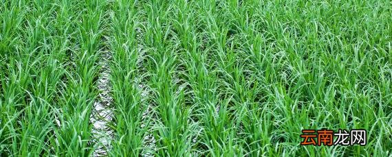 深两优534品种介绍