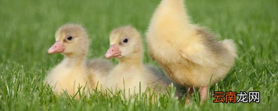 水床孵化鹅蛋温度多少合适