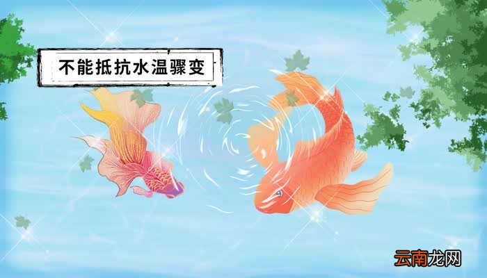 锦鲤鱼怎么养 怎么养锦鲤鱼