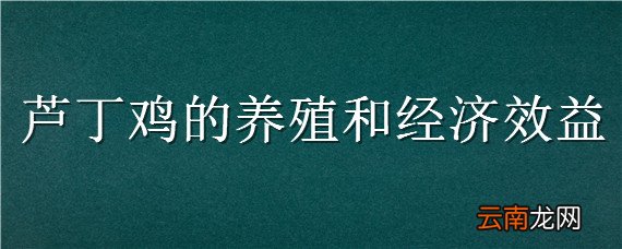 芦丁鸡的养殖和经济效益