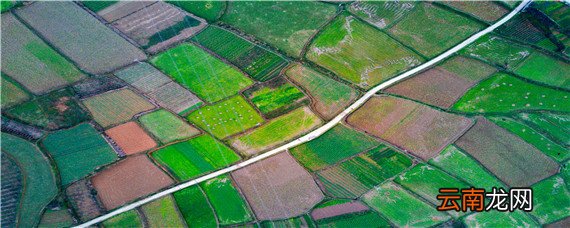 半沙土地适合种什么蔬菜