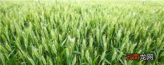 小麦开春后第一次喷什么药