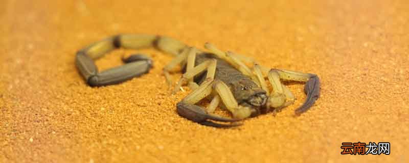 家里放什么可以驱蝎子 怎样防治蝎子