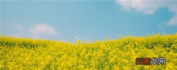 南方油菜几月份收割