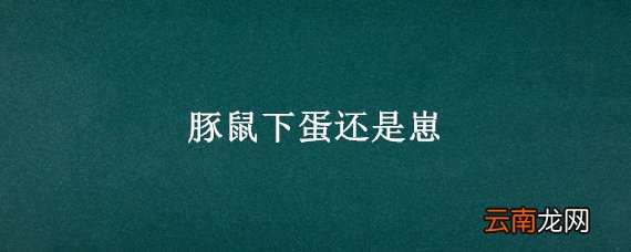 豚鼠下蛋还是崽