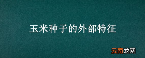 玉米种子的外部特征