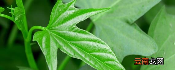 红薯种植技术和管理