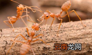 黄蚂蚁为什么会出现在家里 黄蚂蚁会出现在家里的原因