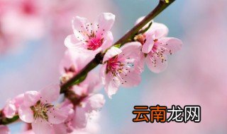 林芝市花是什么 林芝市花是啥