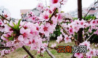 桃花和杏花哪个先开 桃花和杏花花期介绍