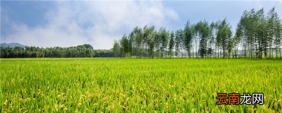 川种优3607水稻米质怎样