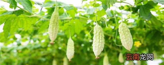 露天苦瓜高产种植技术