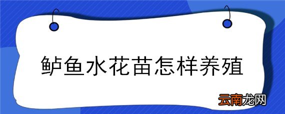鲈鱼水花苗怎样养殖