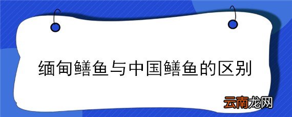 缅甸鳝鱼与中国鳝鱼的区别