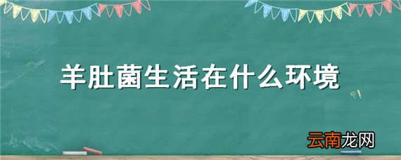 羊肚菌生活在什么环境