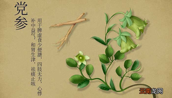 党参的功效与作用 党参有什么功效