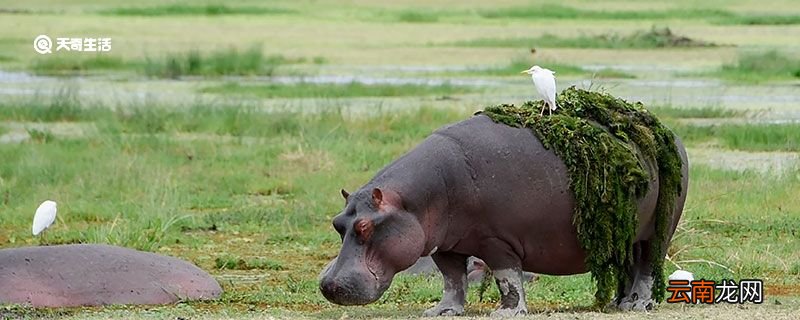河马会吃肉吗 河马是什么食性的动物