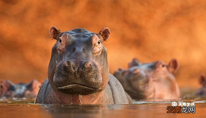 河马会吃肉吗 河马是什么食性的动物