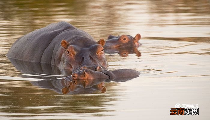 河马会吃肉吗 河马是什么食性的动物