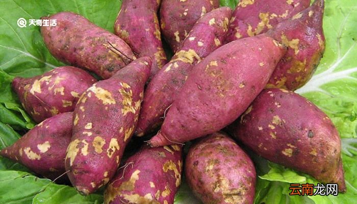 甘薯是什么 甘薯是什么东西
