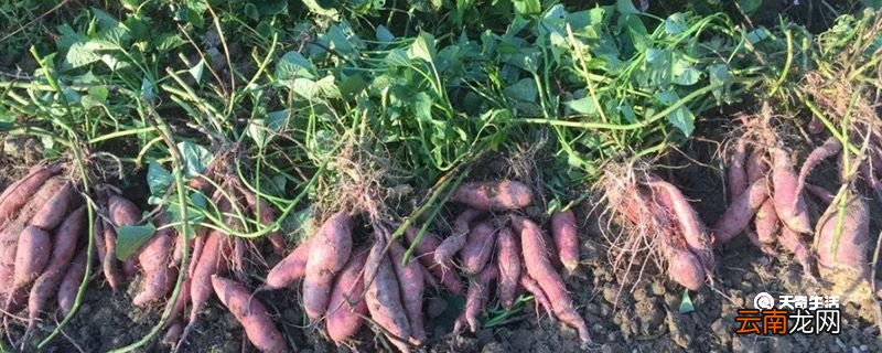 甘薯是什么 甘薯是什么东西