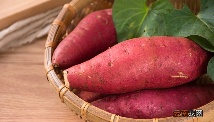 甘薯是什么 甘薯是什么东西