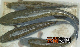 黑鱼怎么好吃 黑鱼简单做法